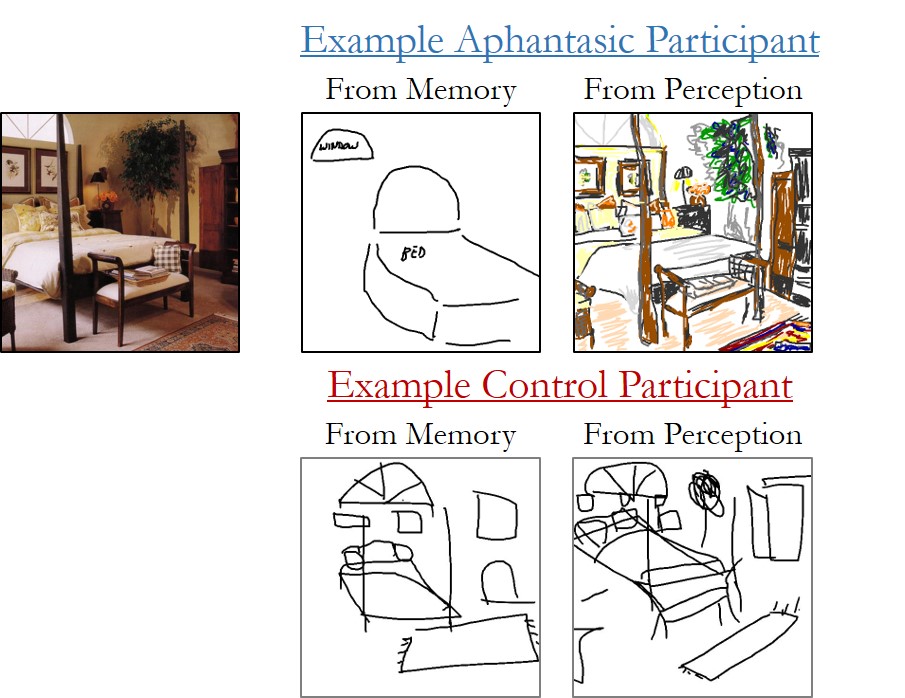 Examples of drawings made by aphantasic and typical imagery participants